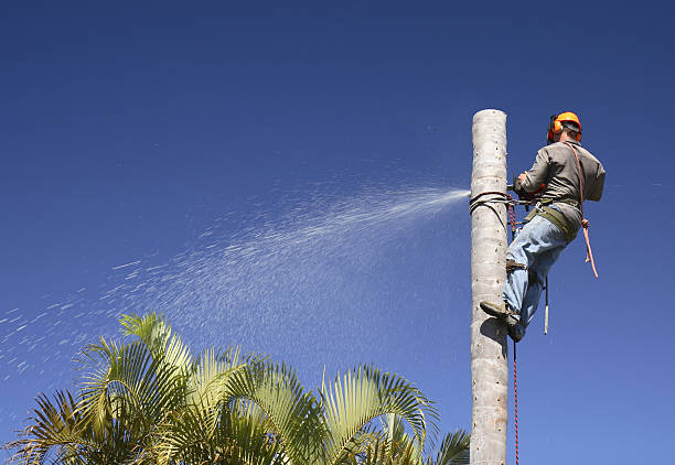 Best Hazardous Tree Removal  in Fuller Heights, FL