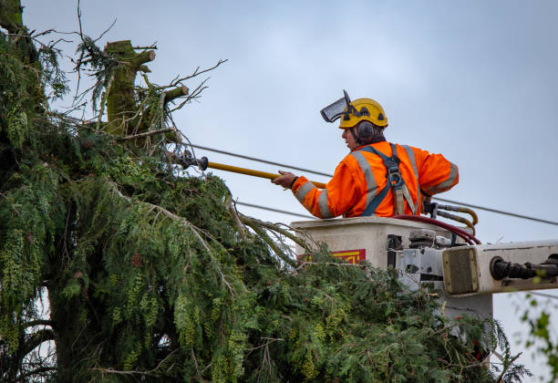 Best Arborist Consultation Services  in Fuller Heights, FL