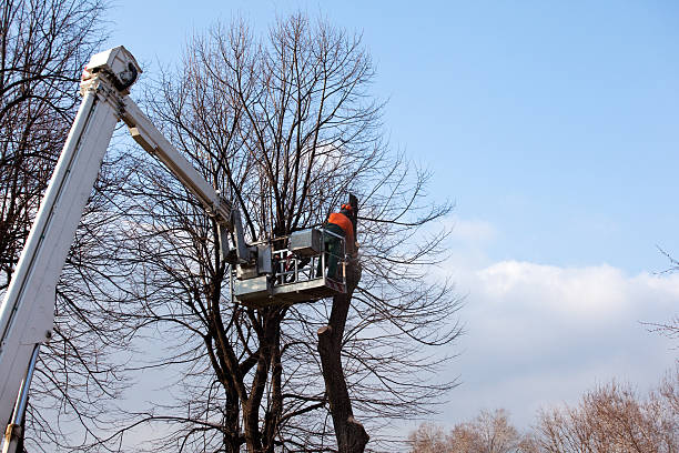 Best Utility Line Clearance  in Fuller Heights, FL